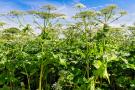 Sosnovskio barštis (Heracleum sosnowskyi) invazinis augalas. AAD nuotr.