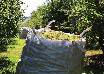 Didmaišyje telpa apie 700 kg obuolių. Aidos Garastaitės nuotr.