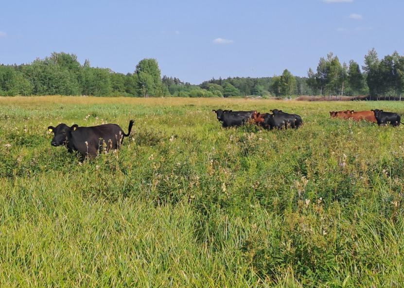 Saugomų teritorijų tarnybos nuotr. 