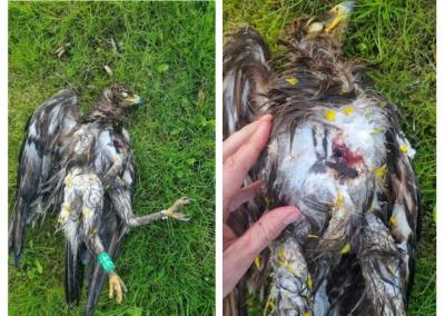 Medžioklės žurnalo nuotr.