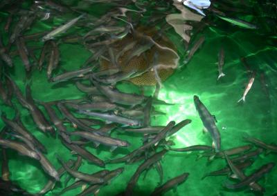 Asociatyvi nuotr. Žuvininkystės tarnybos nuotr.