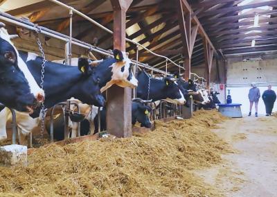 „Sveaverken“ pašarų pristūmimo robotas NIMBO X sukurtas specialiai karvių laikymo fermoms.