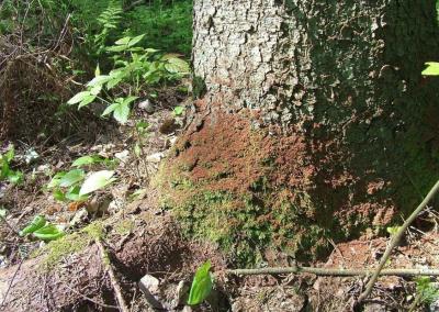 Kenkėjo pažeistas miškas. AM nuotr.