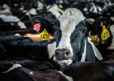 Asociatyvi nuotr. Pieno ūkis nuotr.