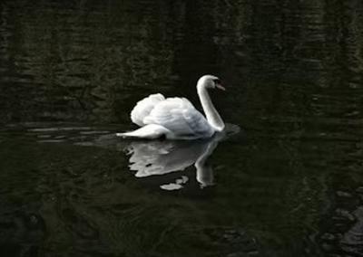 Asociatyvi nuotr. VMVT nuotr.