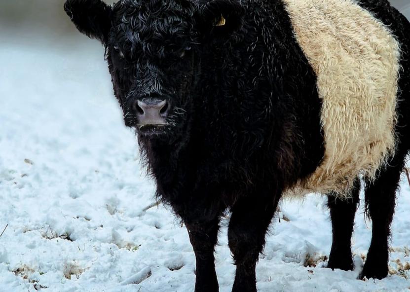 Galloway veislė. FB nuotr 