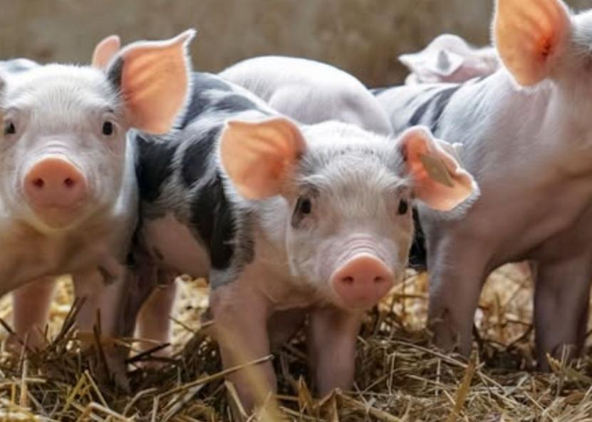 Asociatyvi nuotr. Canva nuotr. 