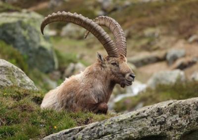Medžioklės žurnalo nuotr.