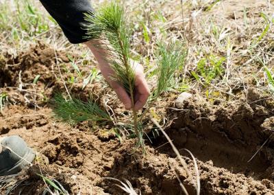 Valstybinių miškų urėdijos nuotr.