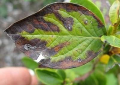 Patvirtintas pirmasis karantininės bakterijos Xylella fastidiosa aptikimo atvejis Liuksemburge.